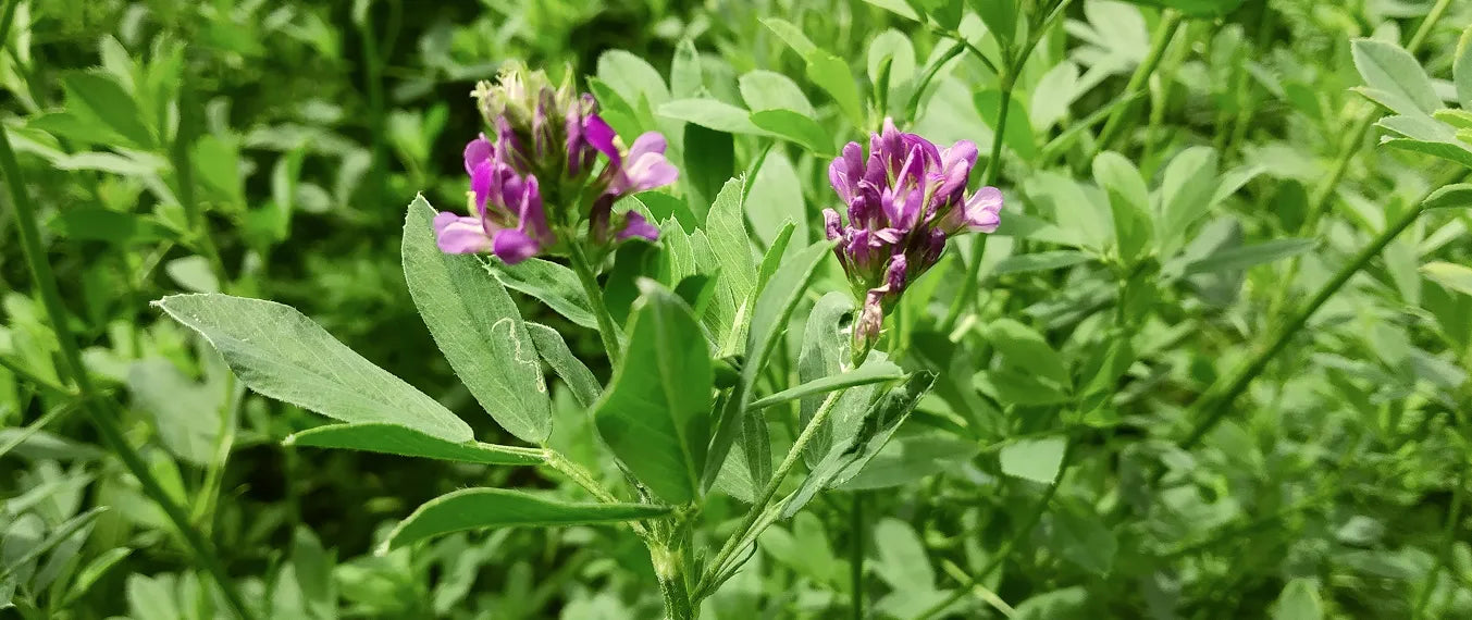 Alfalfa