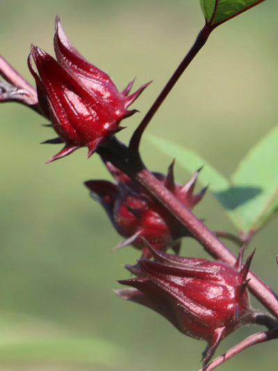 Hibiscus