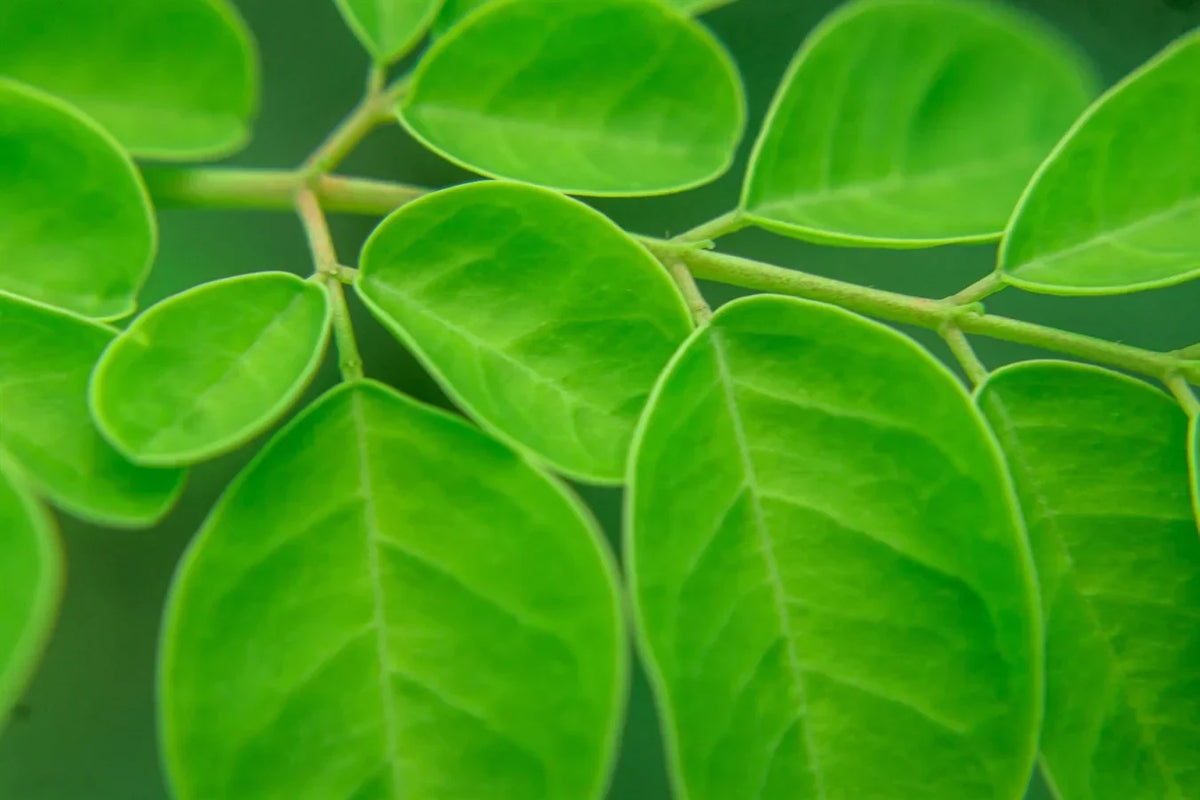 Moringa