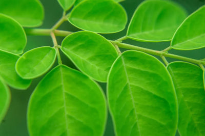 Moringa