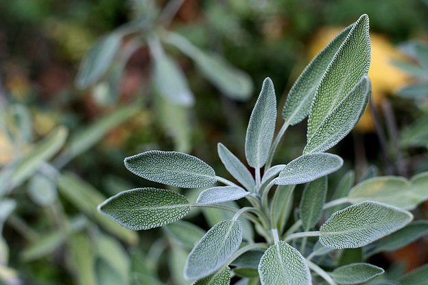 Sage
