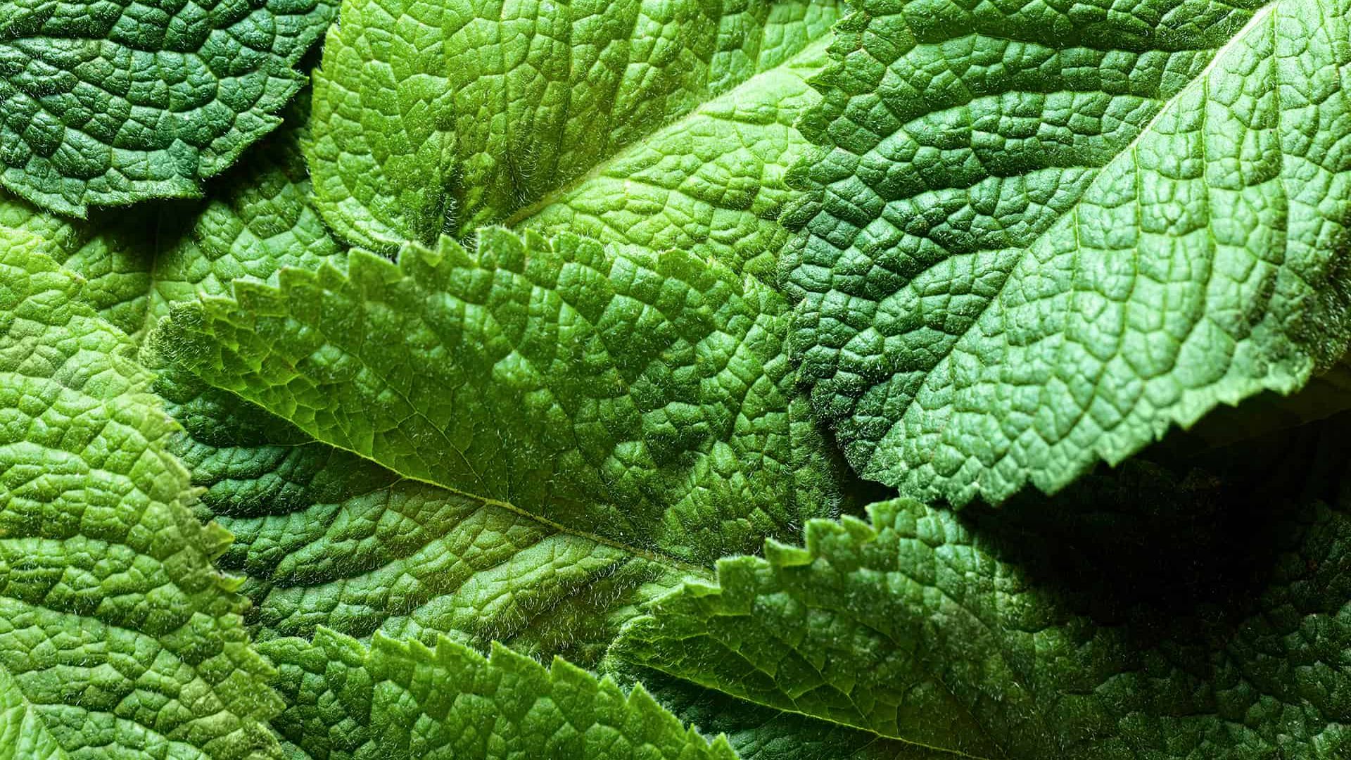 Sarsaparilla