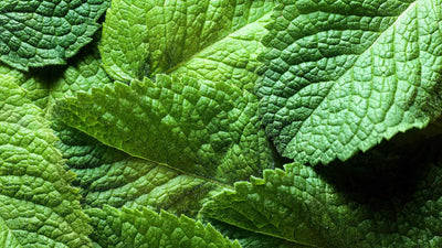 Sarsaparilla