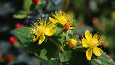 St. John’s Wort