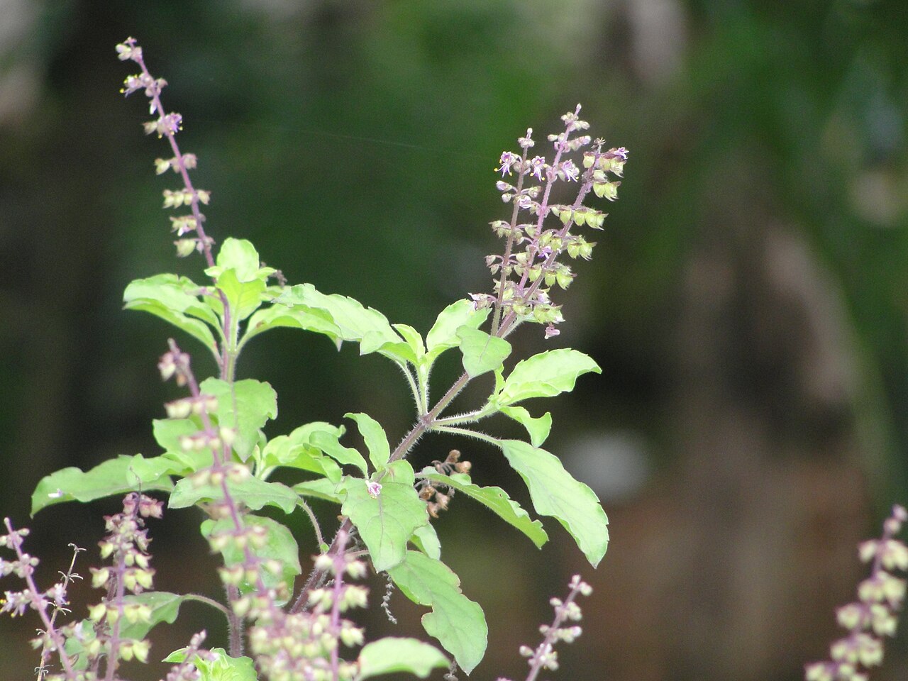 Holy basil (Tulsi)