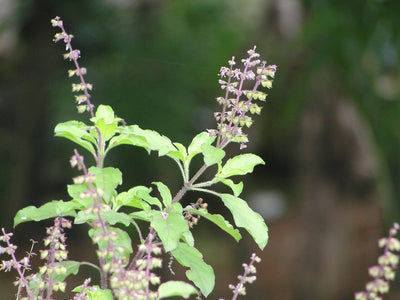 Holy basil (Tulsi)