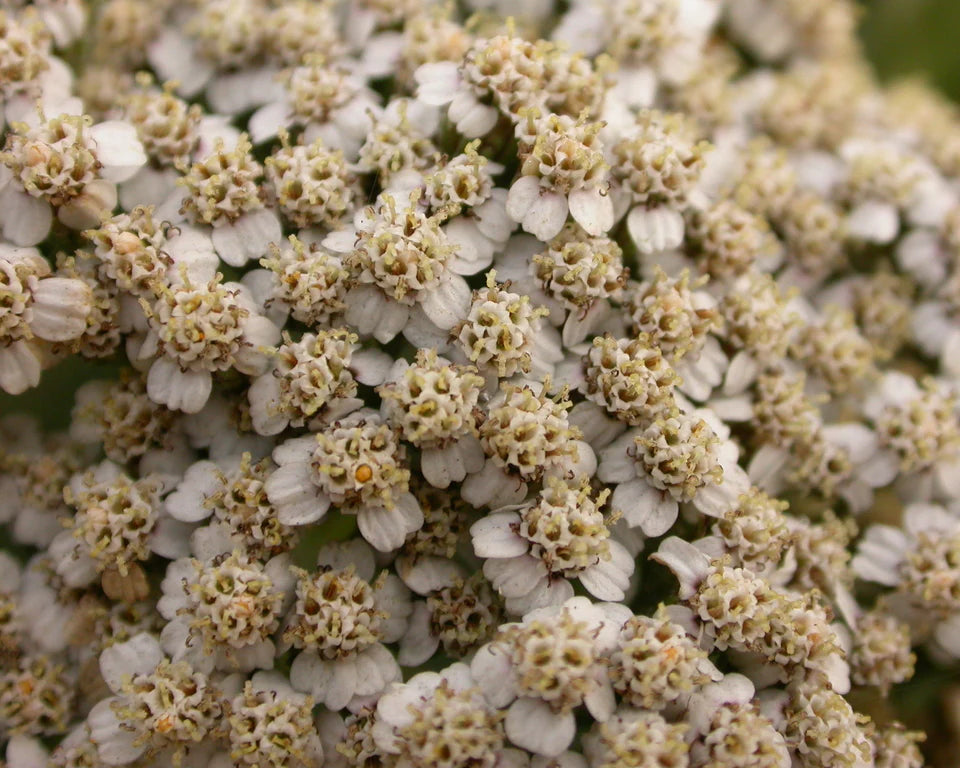 Yarrow
