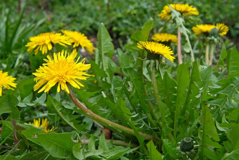Dandelion