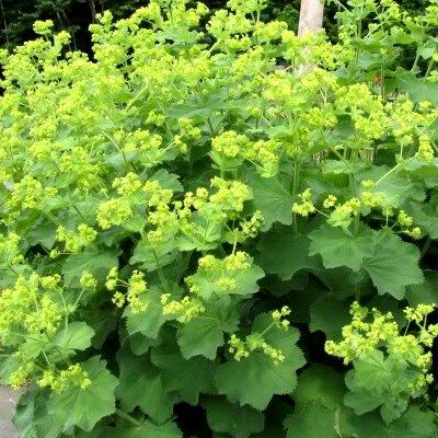 Alchemilla