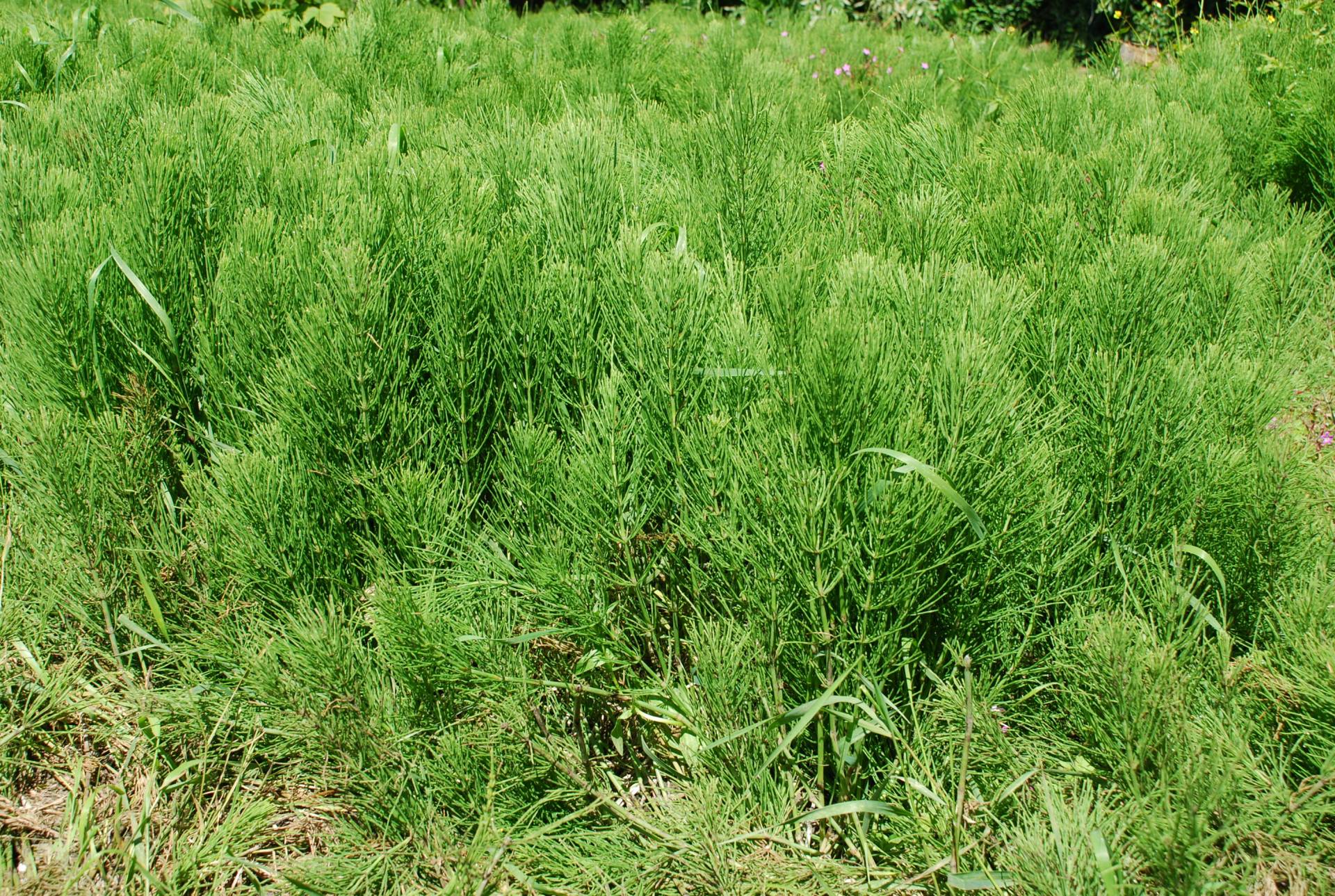 FIELD HORSETAIL