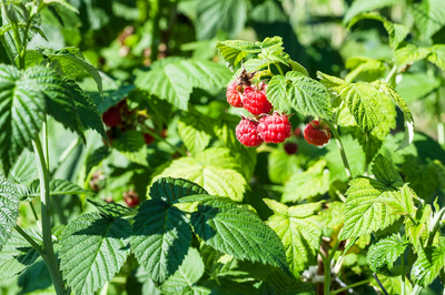 Raspberry leaves