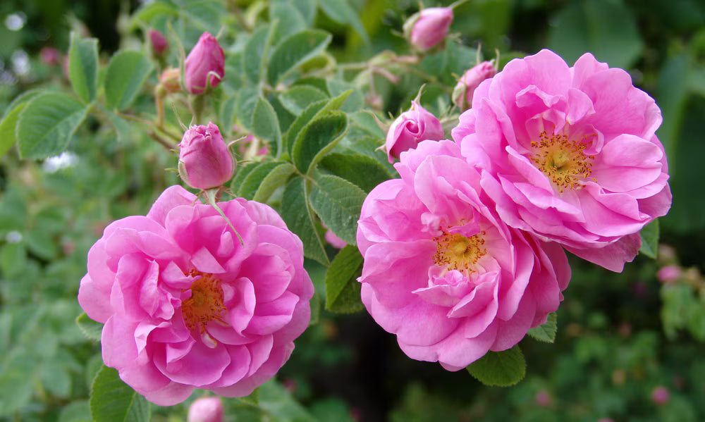 Rose petal